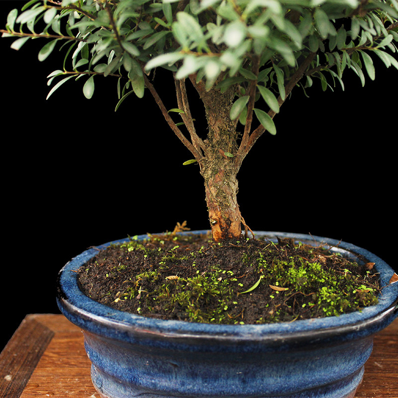 盆景大师袁梦蛟作品 窈窕 杭派盆景 红芽小叶赤楠盆景