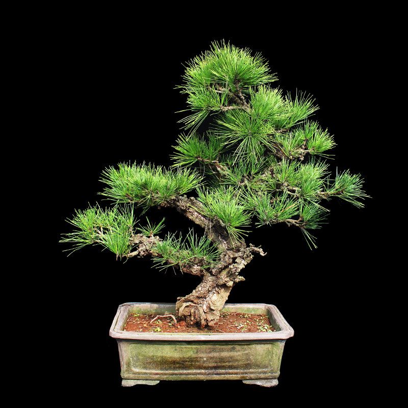 盆景大师袁梦蛟作品 春风和悦 杭派盆景 锦松盆景