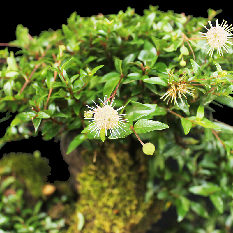 盆景大师袁梦蛟作品 腾飞 杭派盆景 水杨梅大型盆景