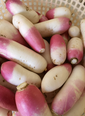 新鲜小萝卜安徽六安霍山农家菜自种半截红皮萝卜头蔬菜露天应季