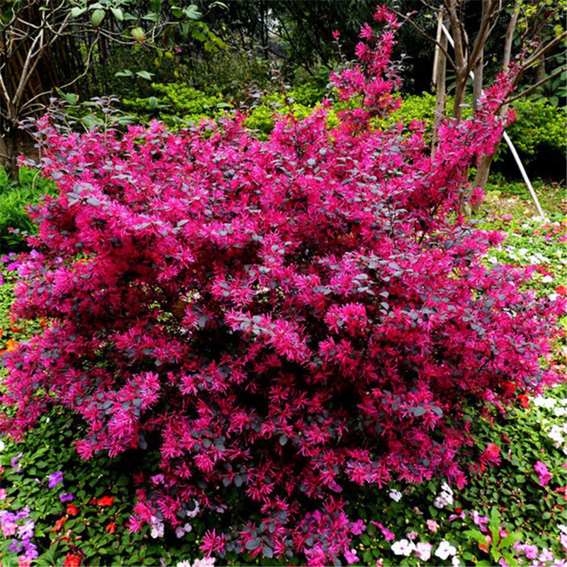 红花继木苗篱笆苗庭院绿化苗木植物四季常青彩色树苗红花继木球