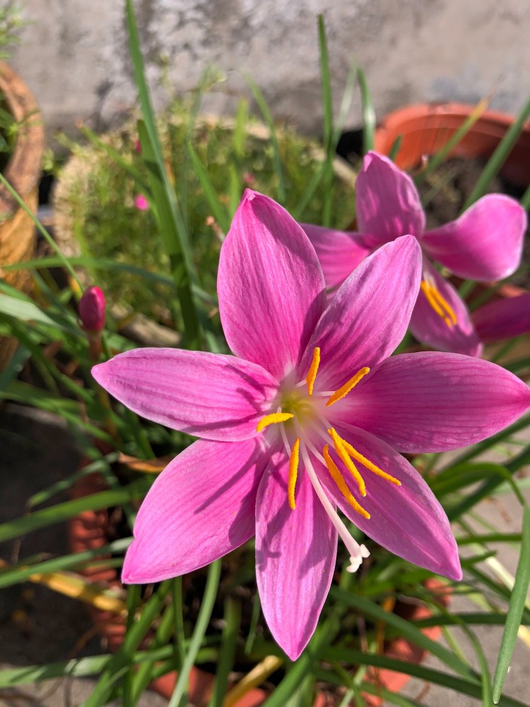 韭兰苗韮兰花重瓣风雨兰花苗四季开花红花葱兰苗别墅庭院绿化小苗