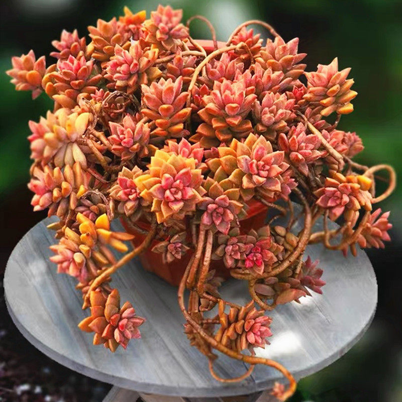 【姬胧月多头造型老桩】姬隆月造型老桩盆景多肉植物老桩状态超好