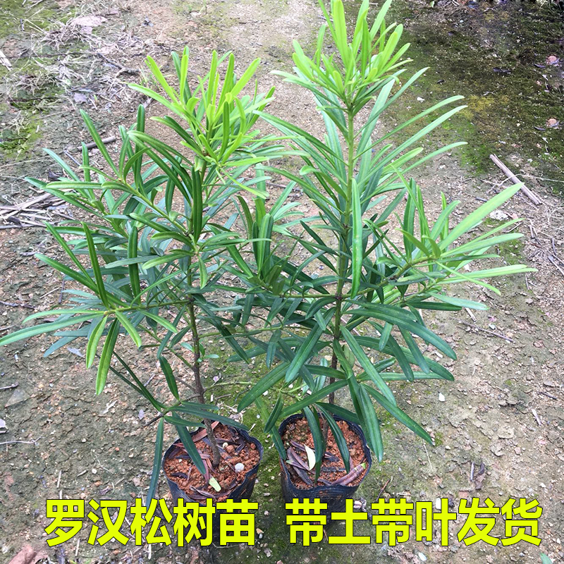 罗汉松树苗大叶雀舌罗汉松盆栽四季常青庭院阳台绿植盆景地栽树桩