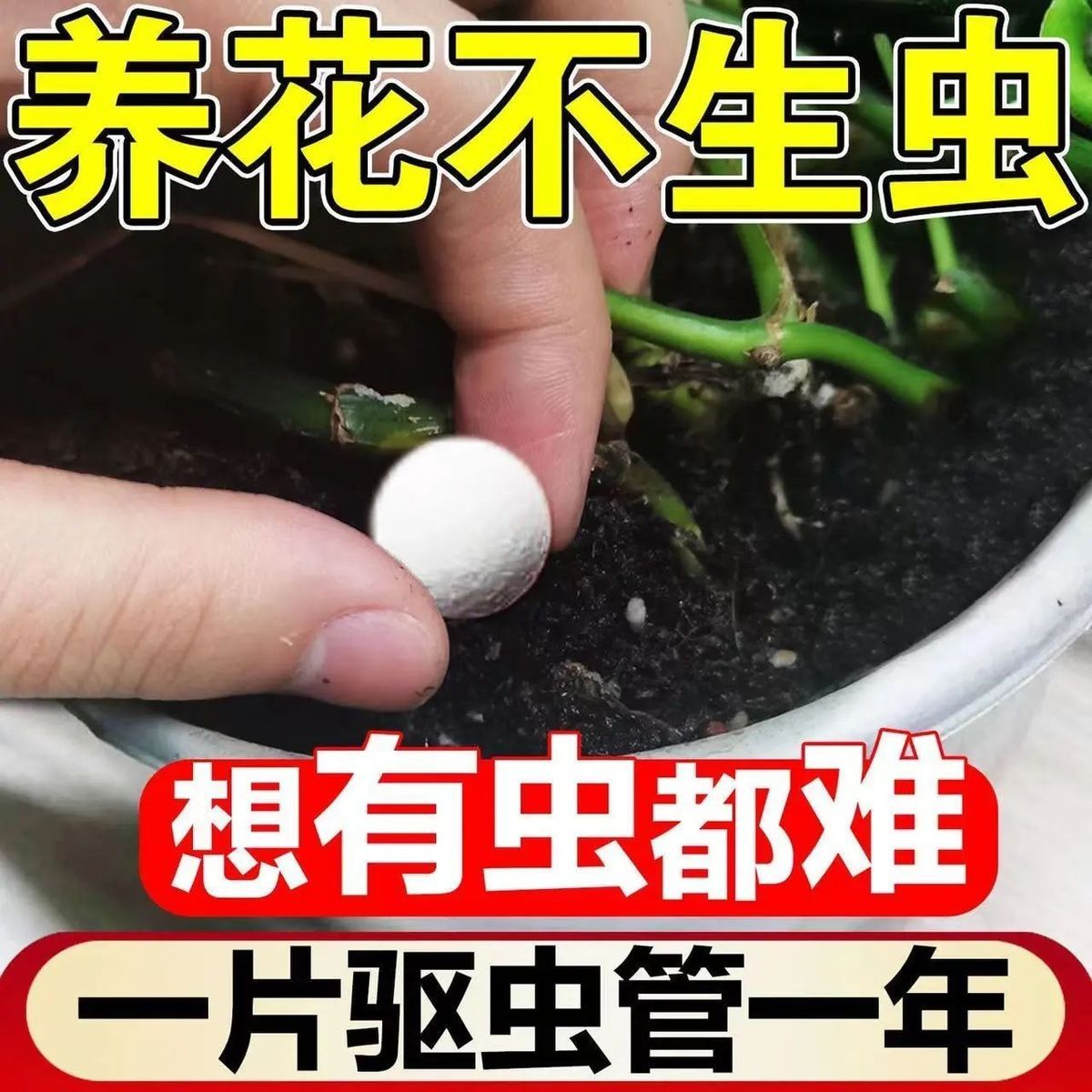 园艺防虫片糖化硼肥片绿植花卉防虫颗粒园艺驱虫片驱蚊虫防飞蚜虫