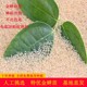 金蝉子鲜活蝉蚁金蝉幼虫养殖金蝉知了猴幼苗知了猴幼苗孵化卵枝