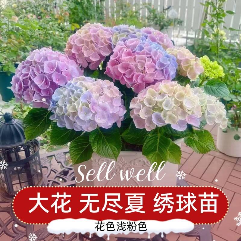 绣球花苗无尽夏四季开花绣球花盆栽庭院好养的花卉植物室内花