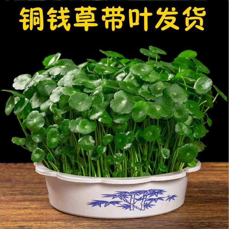 带叶带盆铜钱草水培植物水养大叶子三叶草包邮室内发财树四季绿植