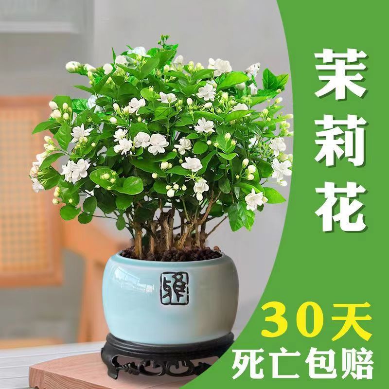 四季开花白色虎头茉莉花苗室内浓香阳台盆栽花卉观花植物净化空气