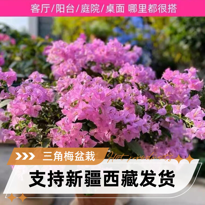 三角梅重瓣单瓣带花发货四季开花室内外可养易活爬藤植物盆栽花卉