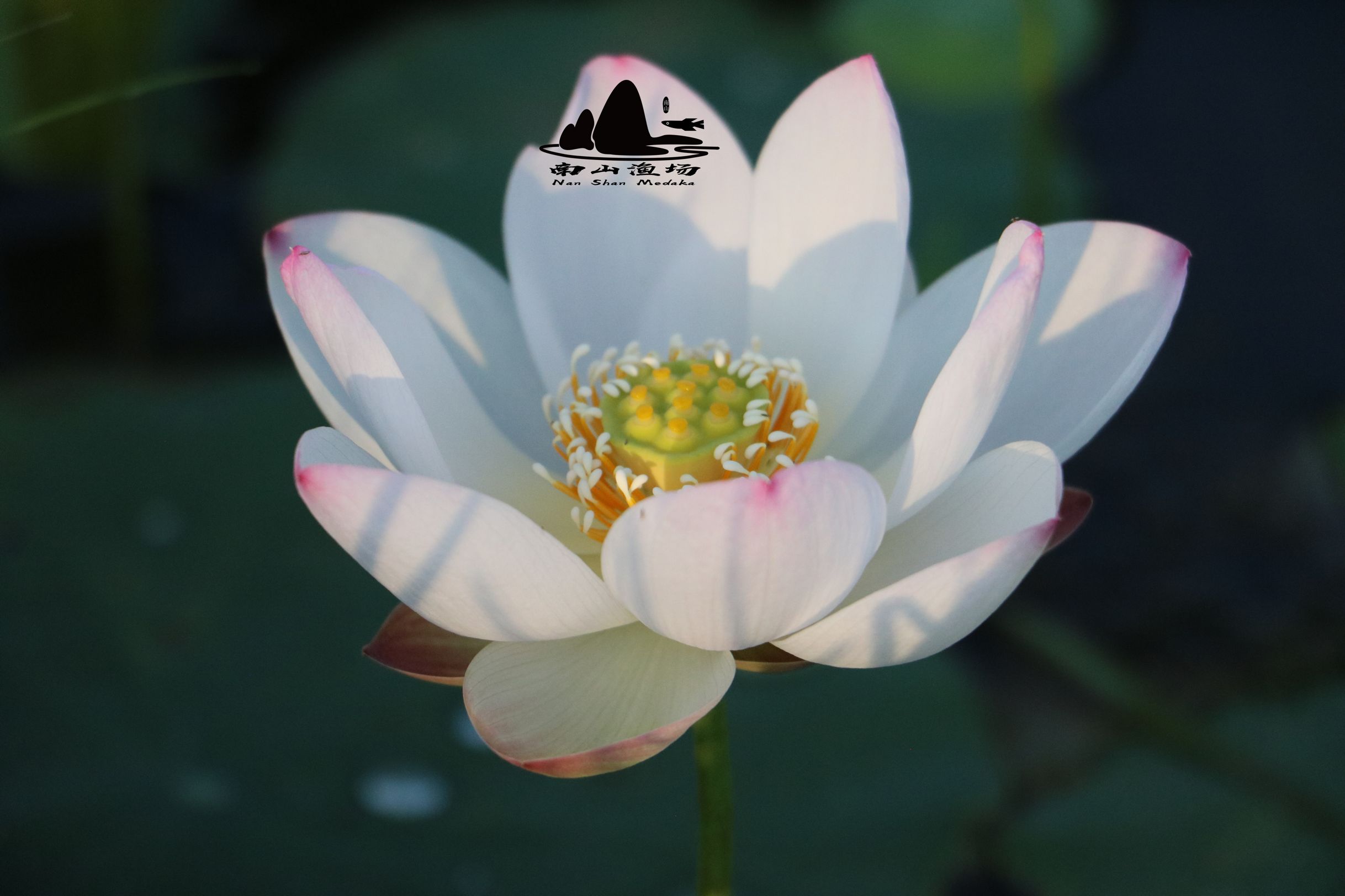 【白衣仙子】小微型 粉白色 碗莲荷花水生花卉种藕包活包对版开花