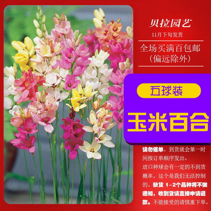 贝拉园艺现货荷兰进口玉米百合种球阳台花园种球