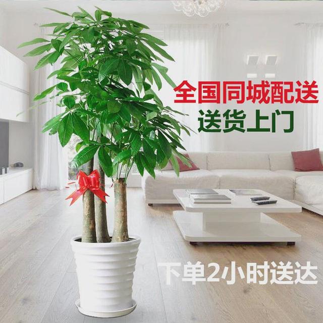 开业大麦花篮一对开张乔迁鲜花速递同城店送渭南铜川宝鸡咸阳新款