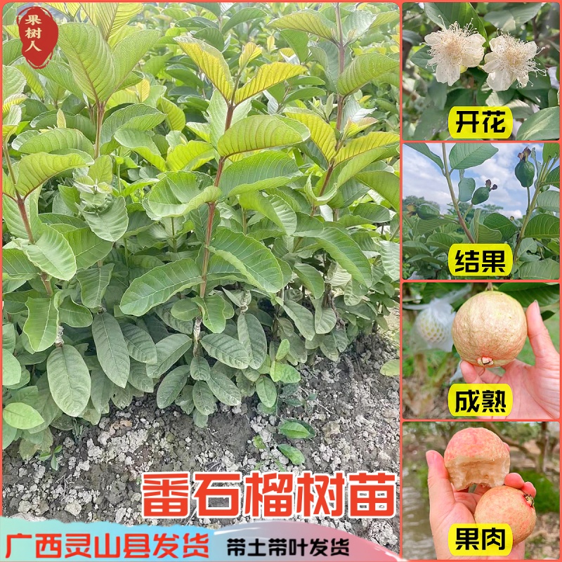 胭脂红番石榴果树苗香甜软糯红心芭乐苗四季开花结果庭院阳台盆栽