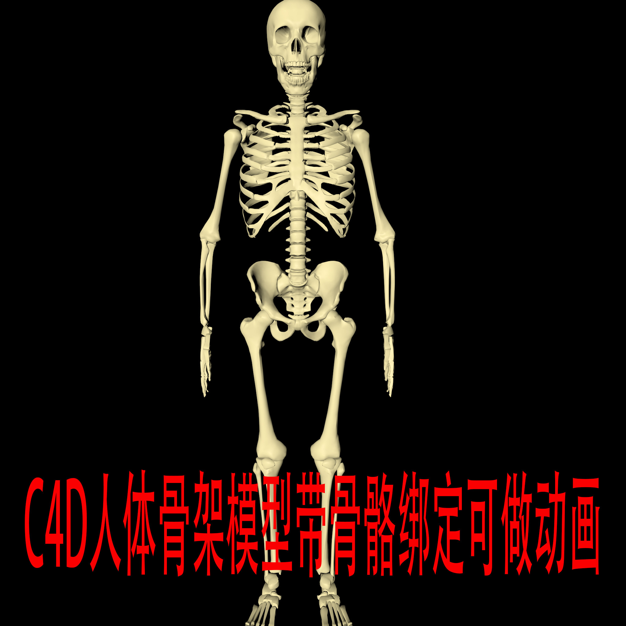 c4d人体骨骼模型c4d骨骼模型c4d动画模型c4d骨架模型支持定制