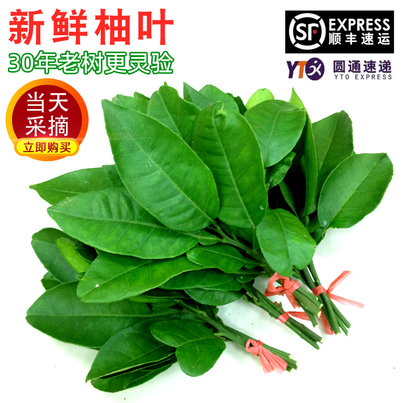 新鮮柚子葉現摘碌柚葉喬遷新居入宅洗澡沐浴出獄帶枝廣東發貨包郵在類目 水產肉類/新鮮蔬果/熟食, 新鮮水果, 柚子中 - 來自Buy2taobao.com提供專業的淘寶代購服務