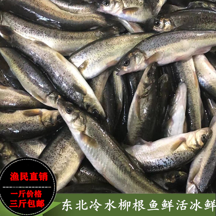 柳根鱼东北土特产天然冷水柳根子河鱼鲜活速冻新鲜食用淡水小杂鱼