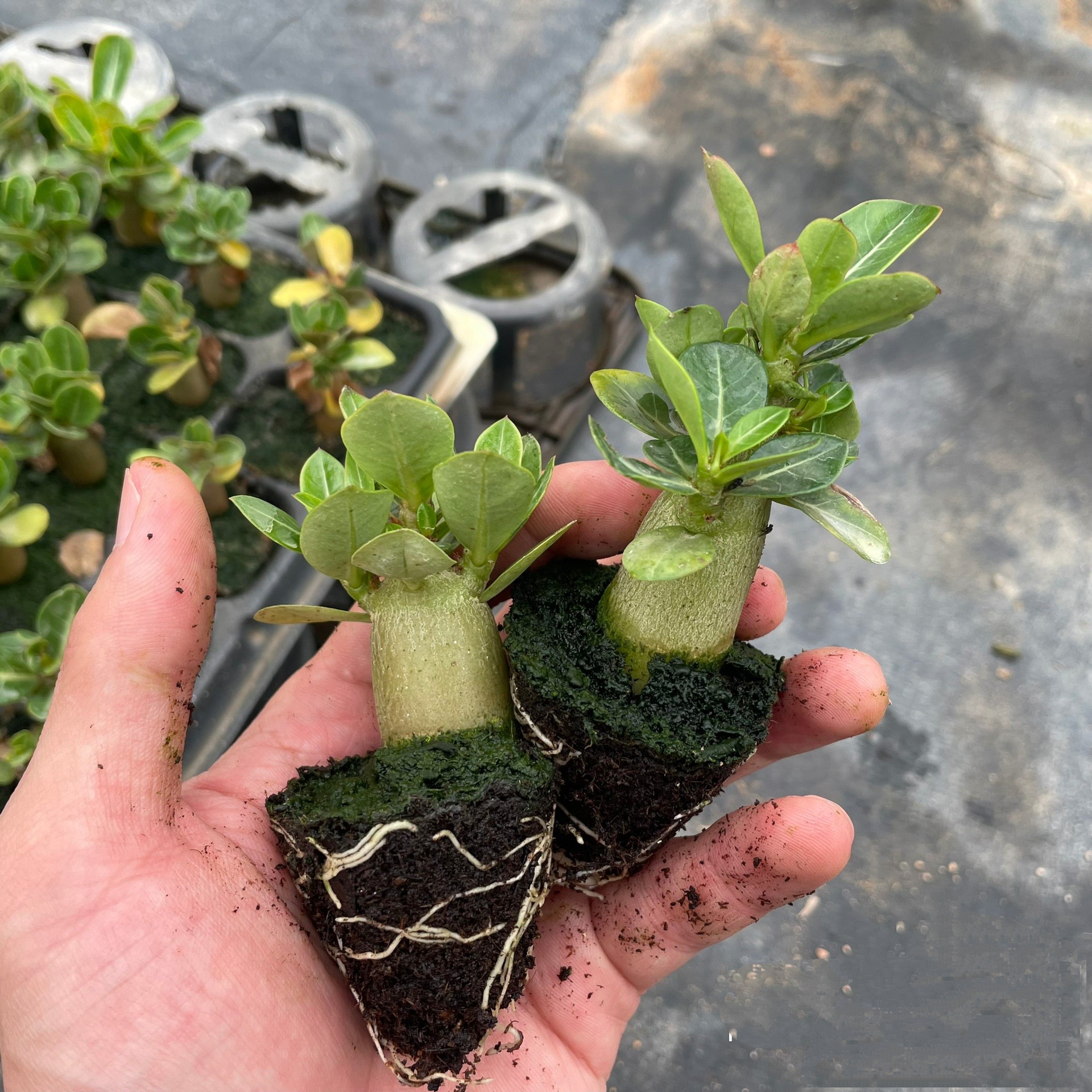 沙漠玫瑰一年苗花卉植物庭院阳台好养四季开花观花室内外绿植盆栽