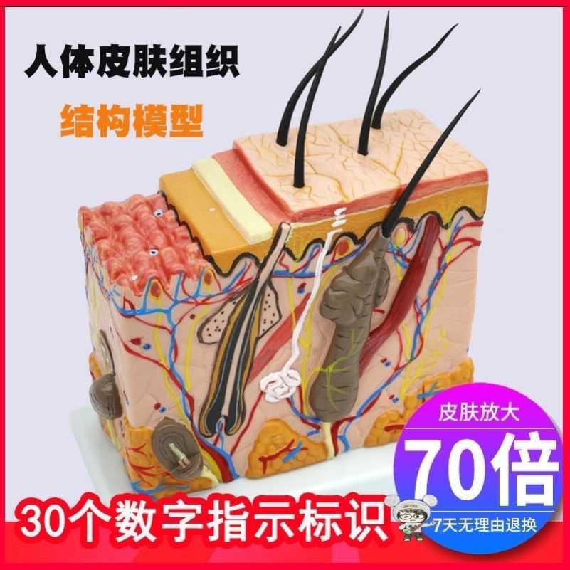 模型表皮组织图结构人体皮肤组织.分析分层构造高中解剖仿真放大