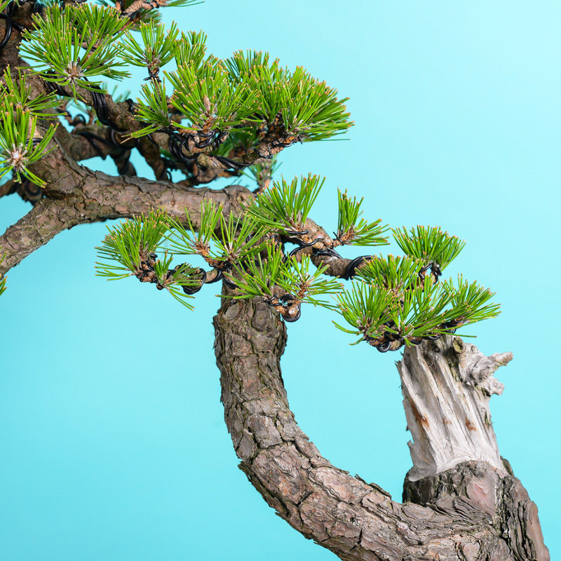 徽派盆景 松针盆景 根盘显露 树冠秀茂