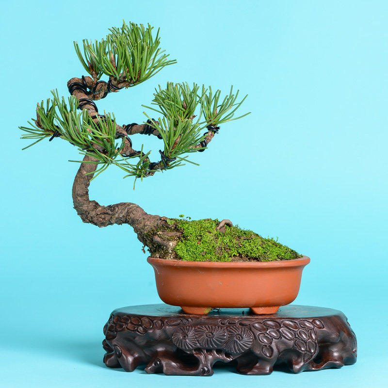 徽派盆景 松针盆景 雄浑苍劲 清雅挺拔