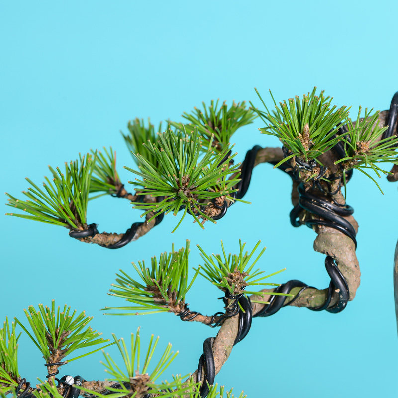 徽派盆景 松针盆景 送礼佳品 健康卫生