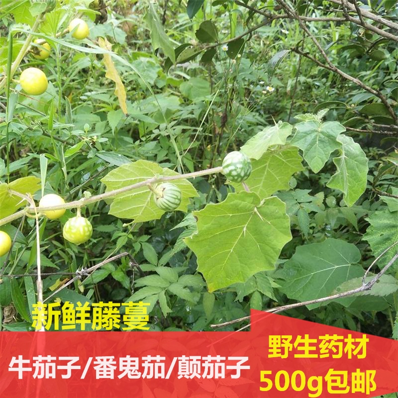 刺天茄新鲜大颠茄野黄果番鬼茄牙疼果中药材根茎叶500g包邮牛茄子