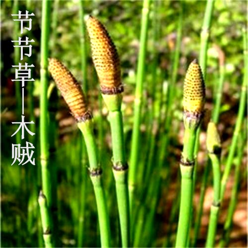 野生新鲜节节草木贼草问荆草接骨草接续草麻黄根中药材盆栽下火茶