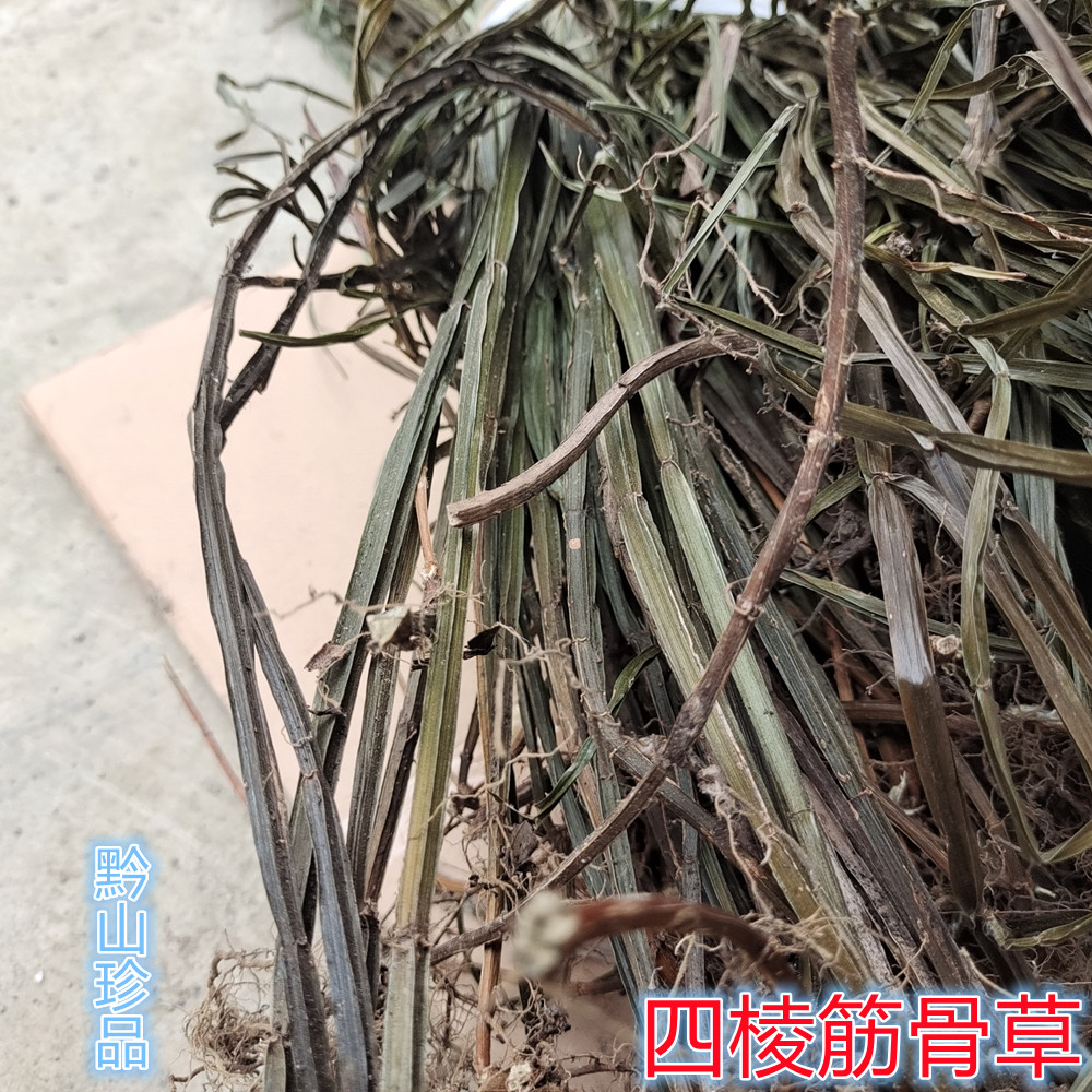 四楞筋骨草四棱筋骨草中草药四棱草舒筋箭羽草筋骨连晒干全草250g