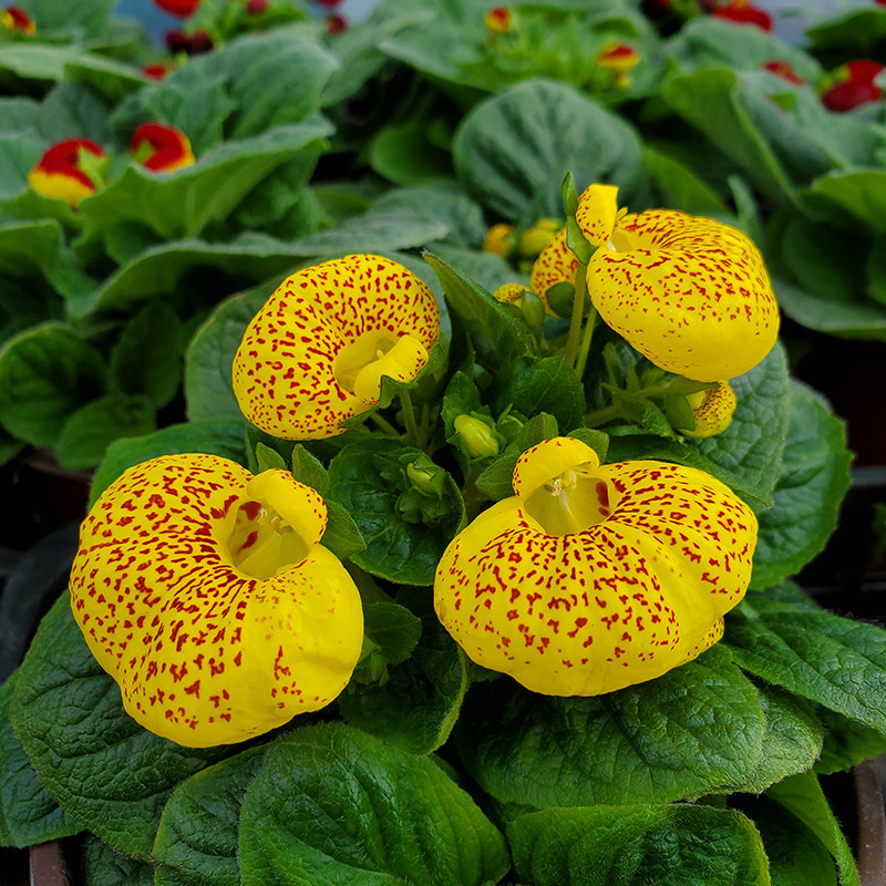 荷包花植物元宝花盆栽室内阳台耐寒植物桌面好养可爱的植物易暴盆