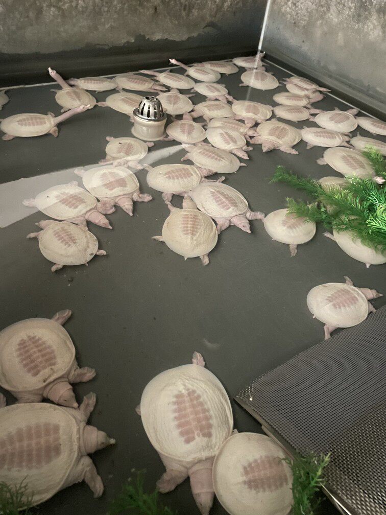 粉雪白化鳖黄金鳖苗白色鳖黄金甲鱼变异珍珠鳖水鱼鳖红眼白化甲鱼