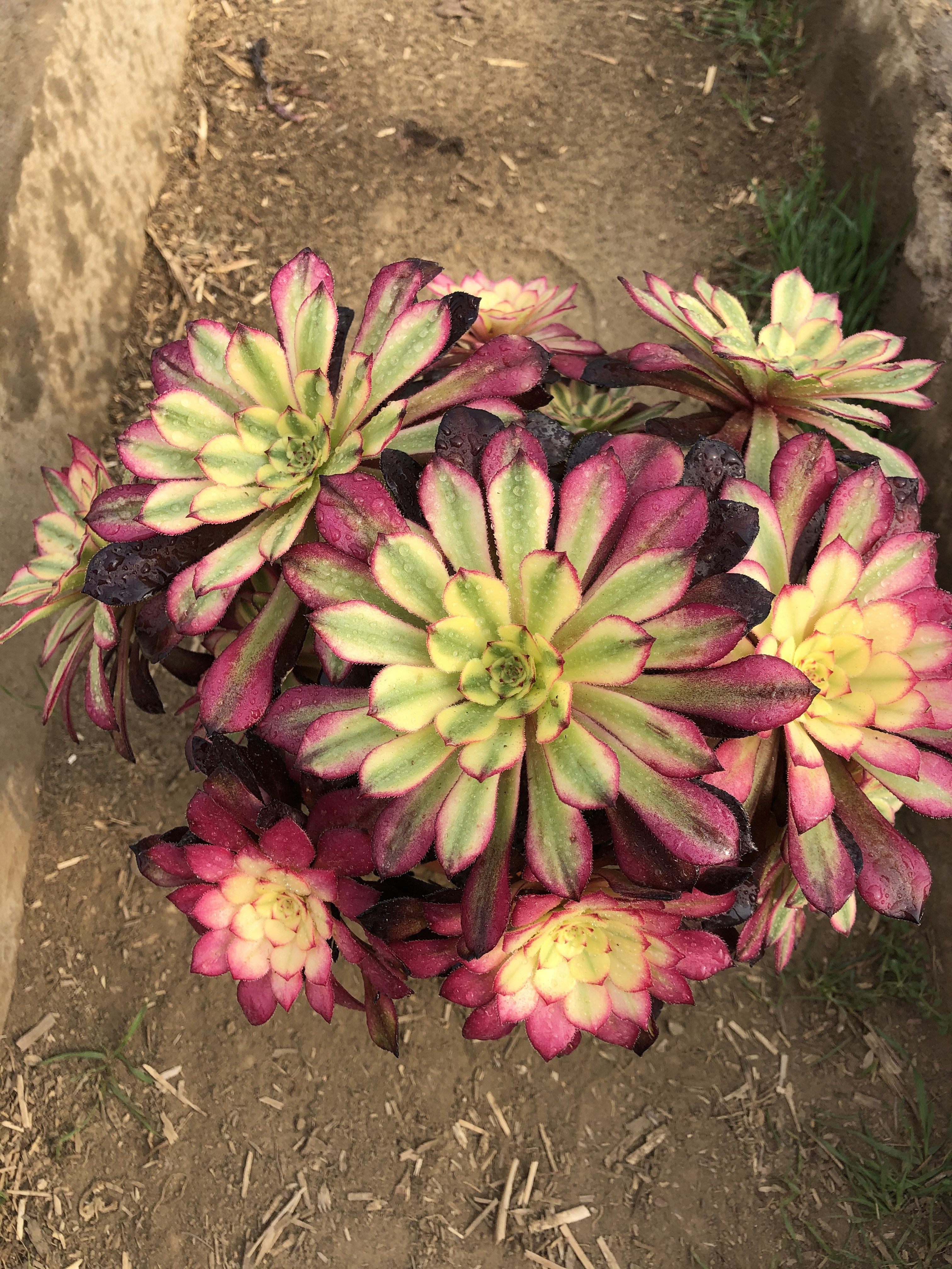 精控美娅法师造型朵朵丛林老桩