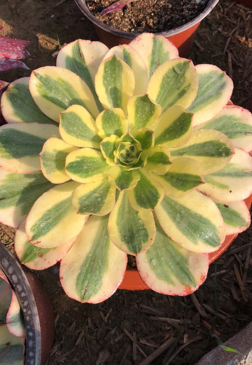 艳姿超白锦实生根大主头叶展20厘米