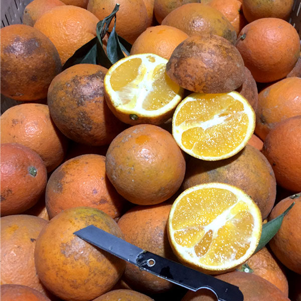 小廖哥生鲜水果自产自销的优惠券大全—赣南脐橙花皮麻点油斑丑果子10