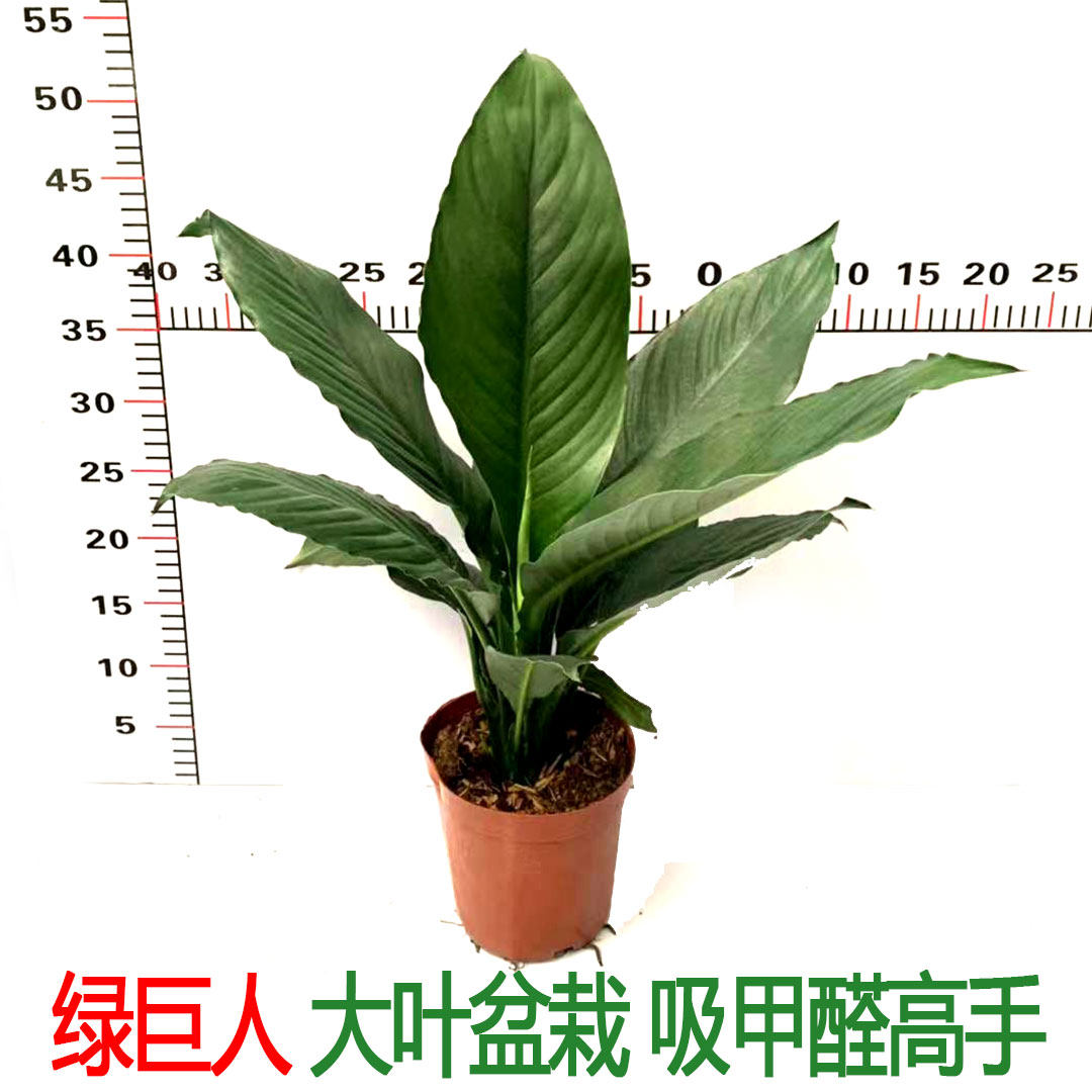 特价绿巨人盆栽