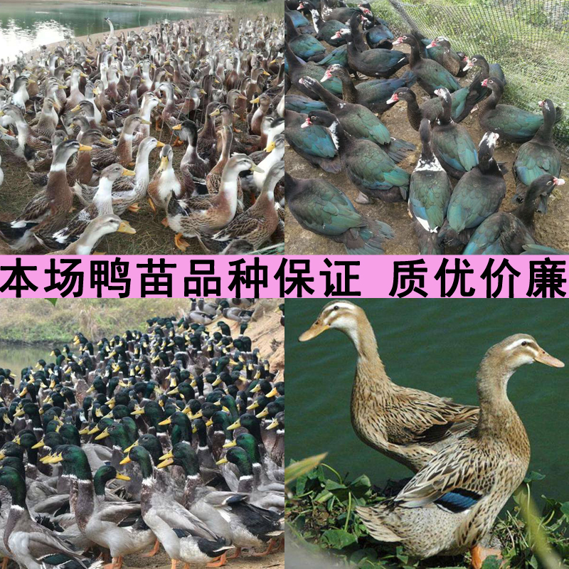 麻鸭种蛋受精蛋可孵化绿壳野鸭子高邮麻鸭蛋金定水鸭高产30枚包邮