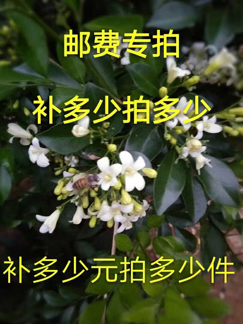 蜂王蜂群补邮费差价专拍|ruв категории животноводства/аквакультура материалов, животноводства/аквакультура услуг, животноводства/аквакультура технического обслуживания - от Buy2taobao.com для оказания профессиональной услуги покупки агента Taobao