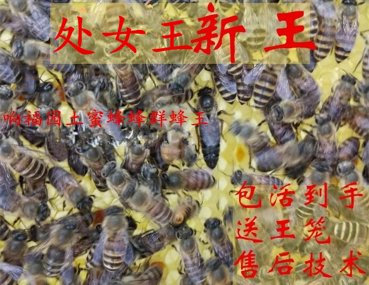 中蜂王種蜂王優質種良種高産蜜蜂活體新開産王産卵王雙色蜜蜂王在類目 畜牧/養殖物資, 畜牧/養殖服務, 畜牧/養殖技術服務中 - 來自Buy2taobao.com提供專業的淘寶代購服務