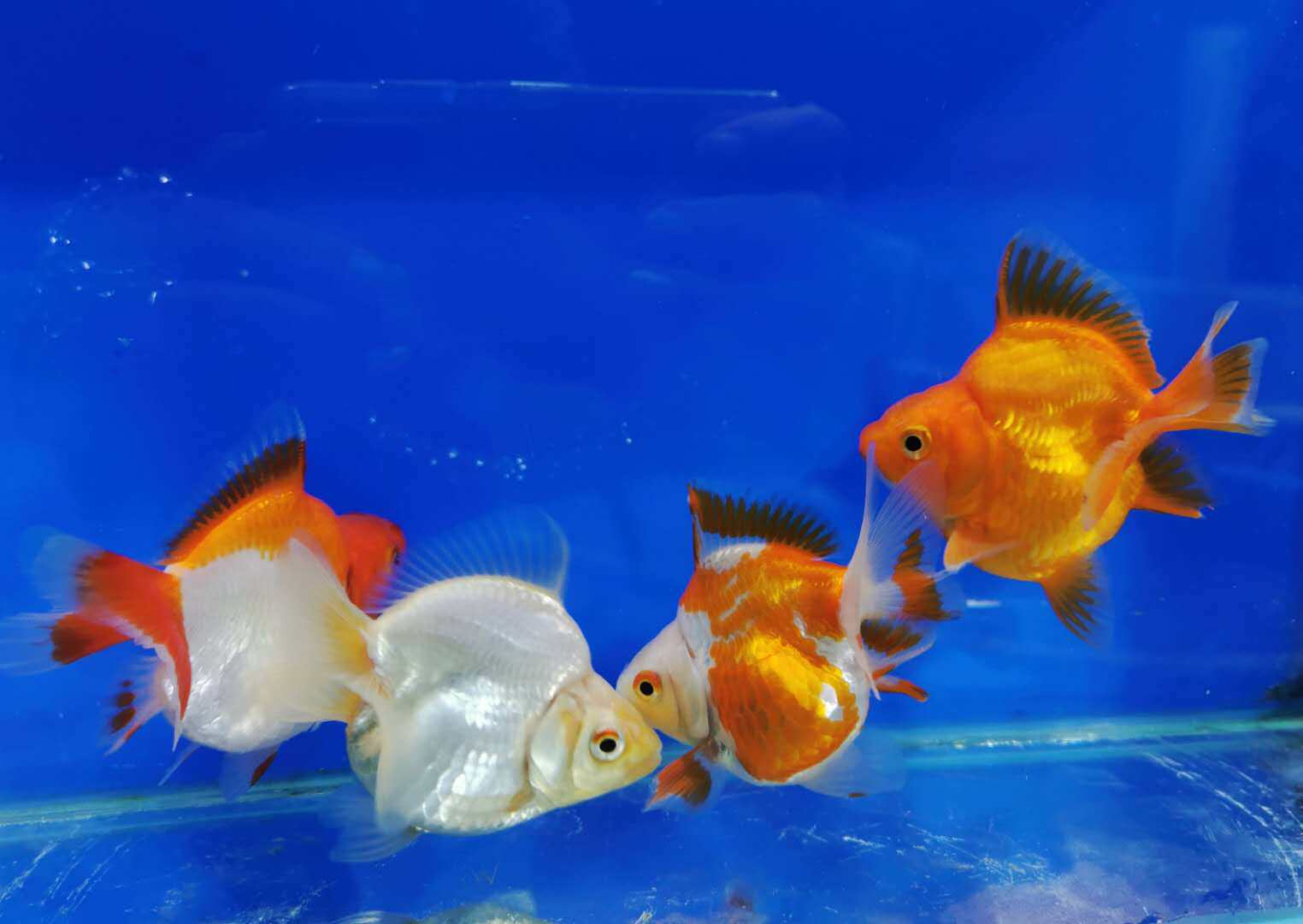 热销短尾鎏金_金鱼活体高背元宝短尾鎏金宠物冷水观赏金鱼运输包活