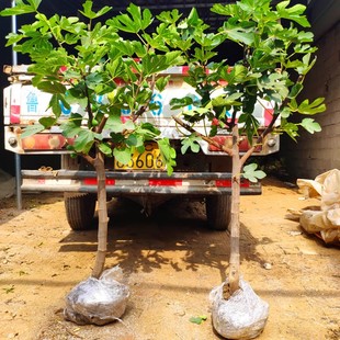 金傲芬无花果苗南北方庭院地栽种植果树特大室内阳台盆栽当年结果