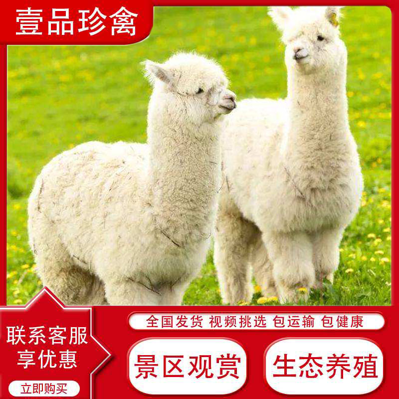 羊驼宠物活体小羊驼活物出租幼崽活的家养真动物超大出售羊驼技术