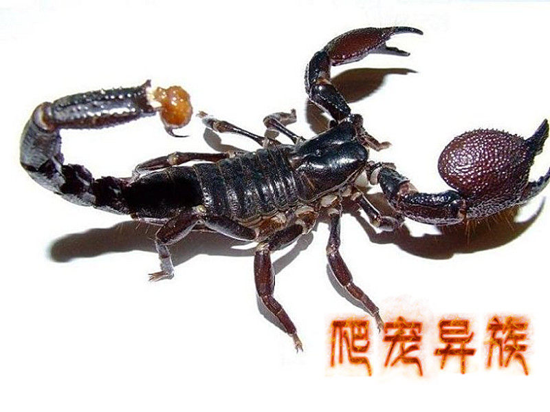 印度红蝎_印度红蝎子百科图片_饲养繁殖_雌雄鉴别_sbike