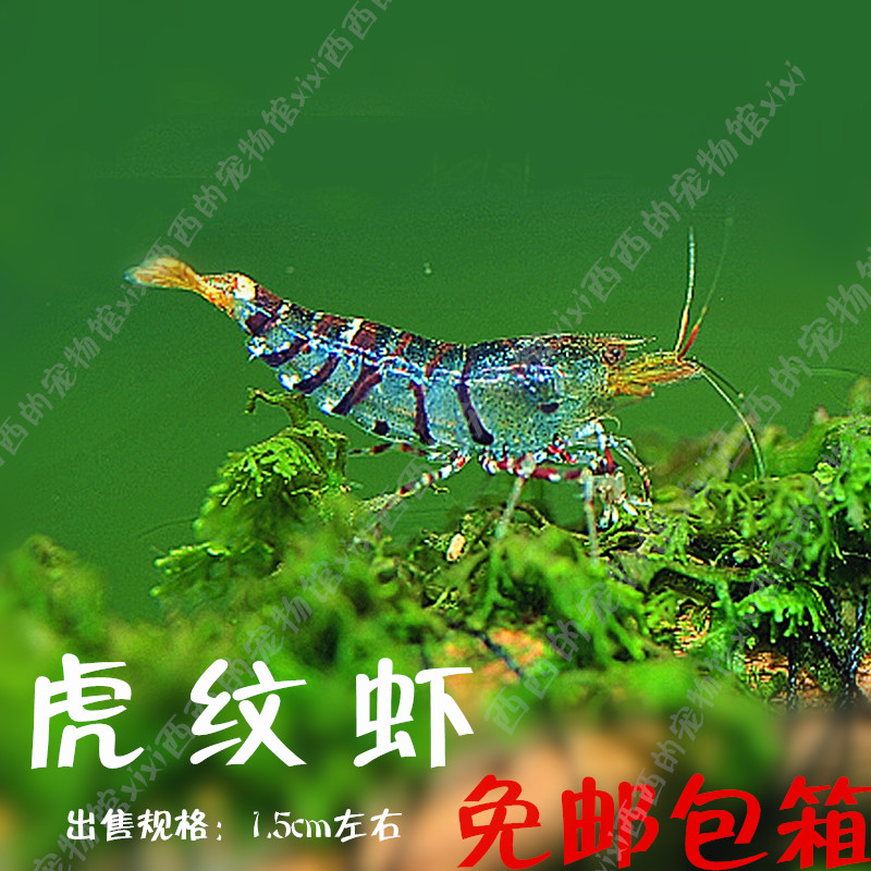 虎纹虾抱卵虾观赏虾除藻虾工具虾野生虾抱卵虾繁殖组极火虾樱花虾
