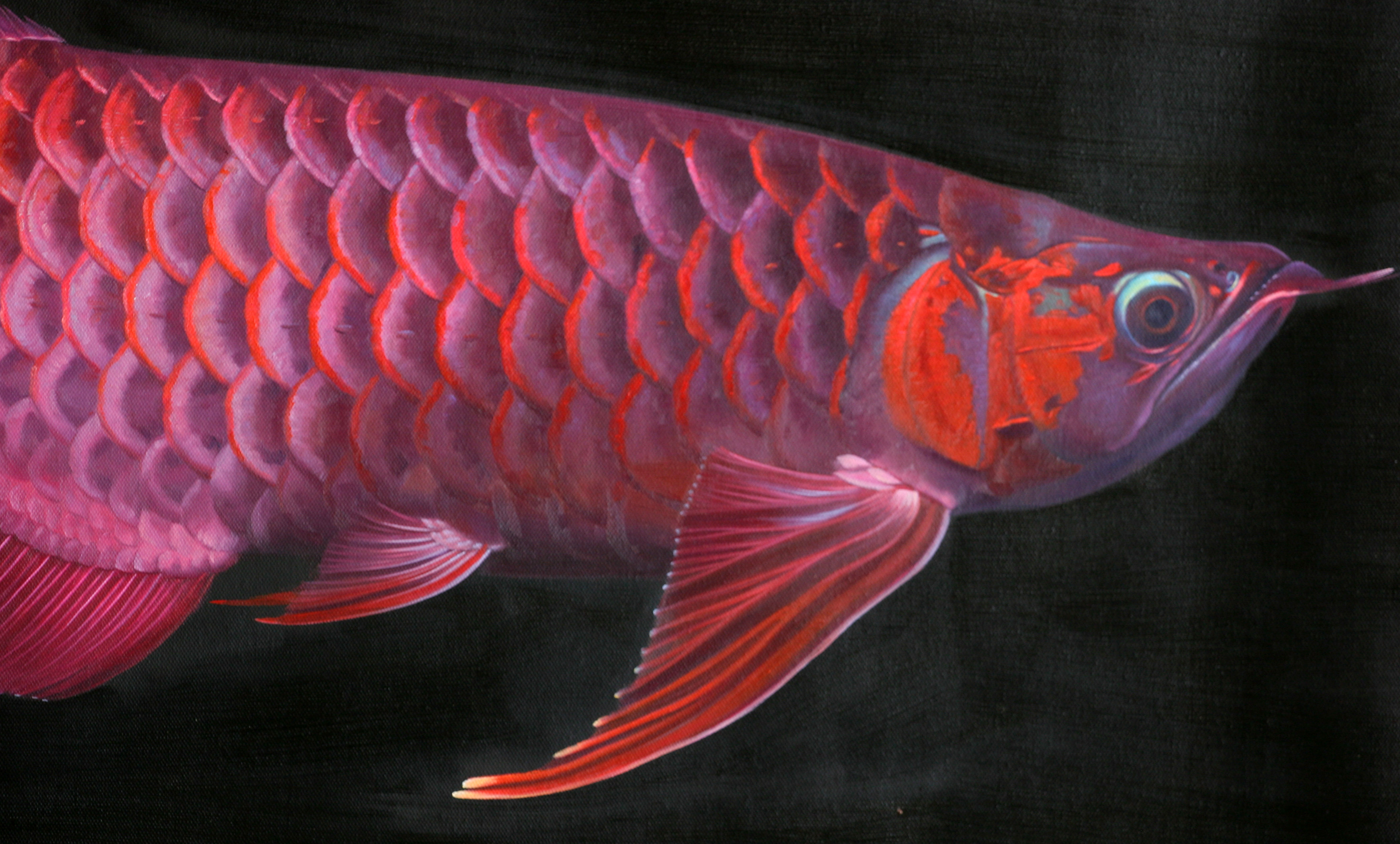 苏章峰《富贵有鱼-3》