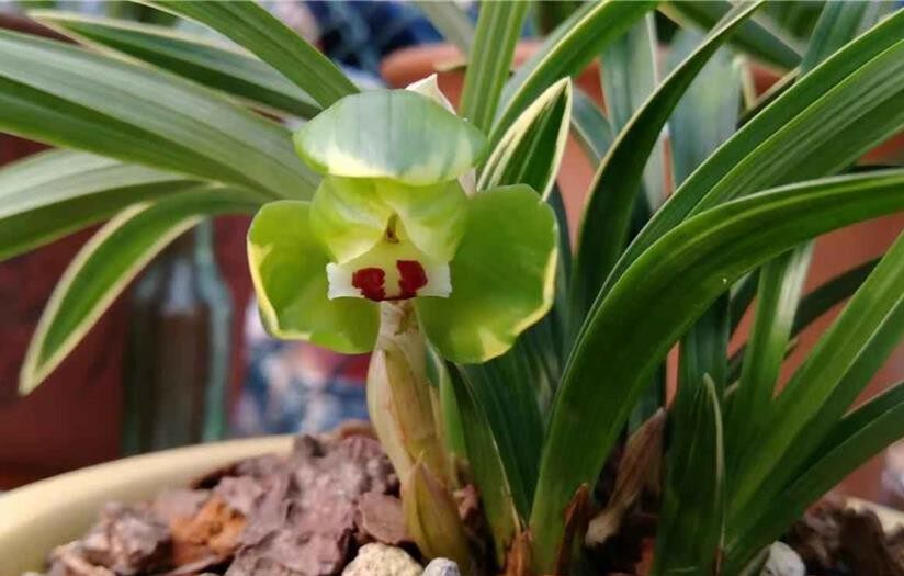 金富贵 兰花 春兰 绿植花卉盆栽 好养易花客厅茶几 35元/苗