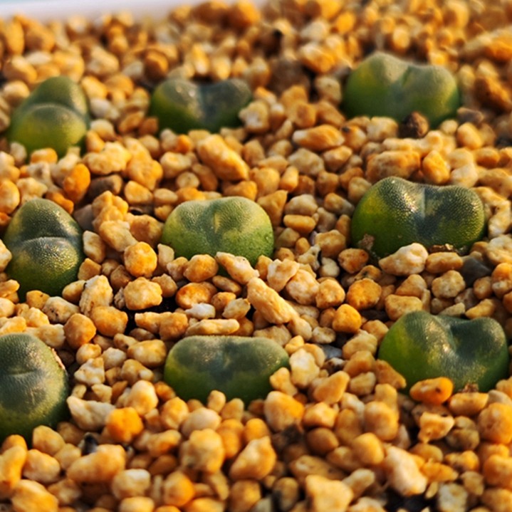 芬妮水晶鞋冰沙肉锥绿色裸根不带土多肉植物绿植盆栽趣味花卉阳台