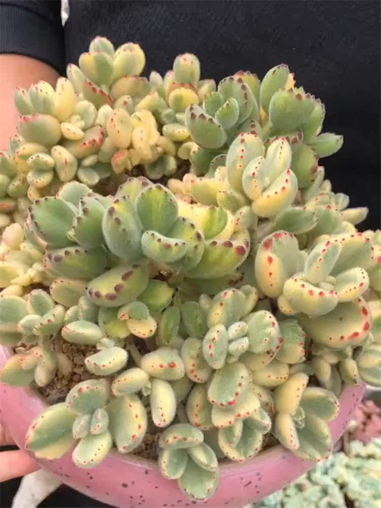 多肉植物花卉一物一拍云南精品萌肉盆栽小芳菠萝园艺 三色熊童子