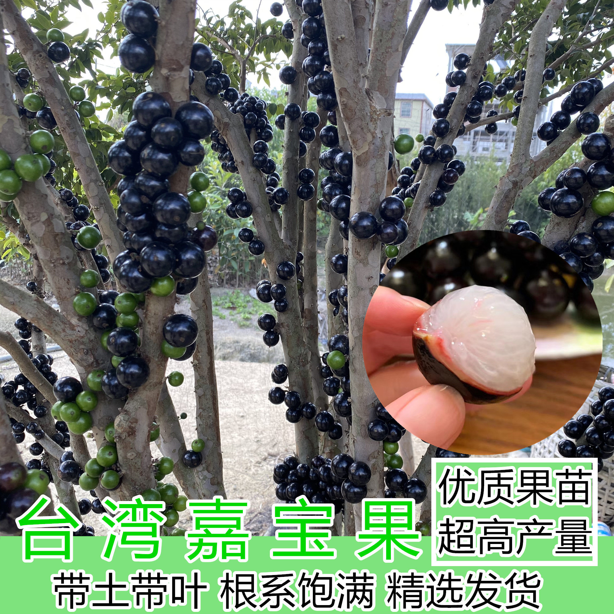 嘉宝果树果苗台湾树葡萄苗沙巴艾斯卡四季红妃嘉宝果树苗当年结果