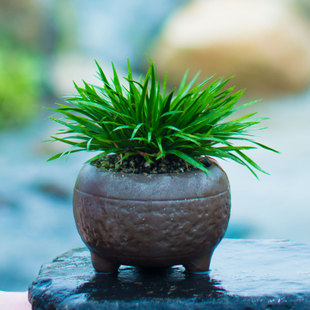 菖蒲盆景金钱蒲草矮种名贵兰花水培高档室内盆栽茶桌植物带土带盆