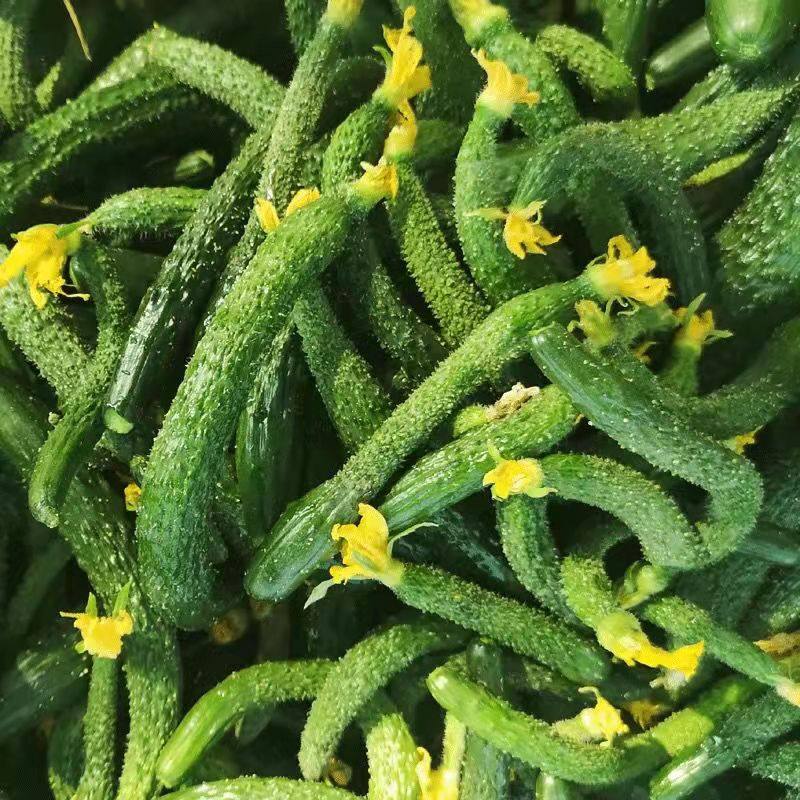 小黄瓜新鲜迷你黄瓜扭拇指大的黄瓜扭黄瓜扭腌制小黄瓜新鲜3-5斤